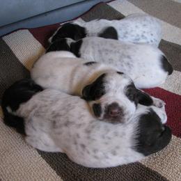 German Shorthaired Pointer and Pointer Puppies from Paladen