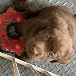 Labrador Retriever Puppies from Viklan Labradors
