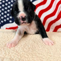 Diego - Brindle male Boxer puppy in Murrieta, California from Boxerpupziesrock