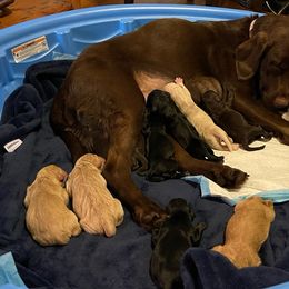 Labradoodles and Labrador Retrievers from AAA Ranch