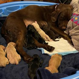 Labradoodles and Labrador Retrievers from AAA Ranch