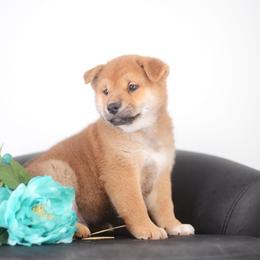 Naruto - Red male Shiba Inu puppy in Neosho, Missouri from Sunny Terrace Shibas