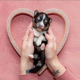 Zoey - Tri-color female Pomsky puppy in Sumter, South Carolina from Emerald Skies Pomskies