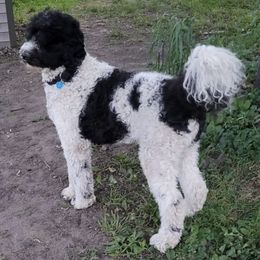 Dilute Retrievers and Labradoodles from Conley’s Labradors & Labradoodles