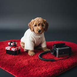 Stephan - Red  male Goldendoodle puppy in Bucyrus, Missouri from Hill Top Pomskies