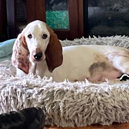 Mabel - Basset Hound