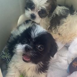 Companion Cross Puppies from Puppies Full of Love