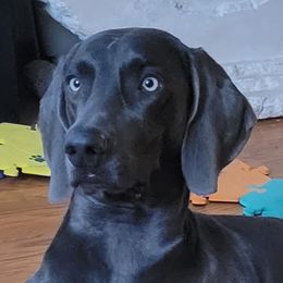 Weimaraners from L&M Weimaraners
