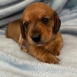 Hot Tamale - Red female Dachshund puppy in Memphis, Tennessee from River City Doxies