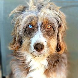 Koda - Aussiedoodle