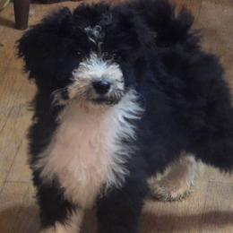 Chives - Black and white male Aussiedoodle puppy in Wilkinsville, South Carolina from Feather Branch Farm and Kennel