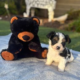 Biewer Terrier Puppies from Precious Jewels Biewer Terriers