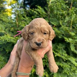 Skye - Red female Cockapoo puppy in Strasburg, Pennsylvania from Dana's Domain Cockapoos