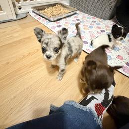 Marbles - Merle female Chihuahua puppy in Williamsburg, Virginia from PAWSitive Cheeky Chihuahuas