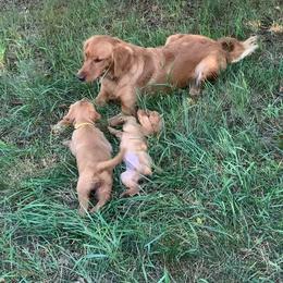 Golden Retriever Puppies from Johnson's Red