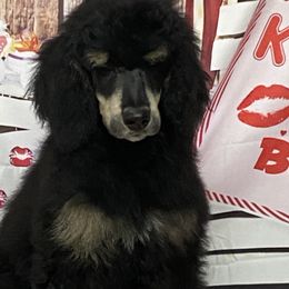 Poodle All Grown Up from Heartland Standard Poodles