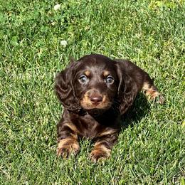 Hershal - Chocolate and tan male Dachshund puppy in Carrollton, Illinois from Kelly's Doxies
