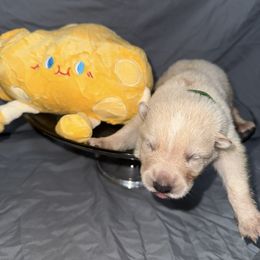 Parmesan - White male German Shepherd puppy in Magnolia, Texas from K & Q Shepherds
