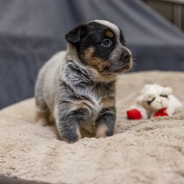 Australian Cattle Dog Puppies from Littletrouble Cattle Dogs