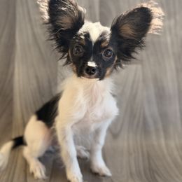 Ravyns Boy 3 - White black and tan male Papillon puppy in Joshua, Texas from Summertime Kennels