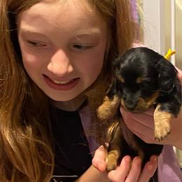 ASHA AKC REGISTERED FEMALE - Black and tan female Dachshund puppy in Elizabethtown, Kentucky from Teeny Tiny Puppy Tails