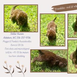 Franklin D. Roosevelt - Red male Aussiedoodle puppy in Asheboro, North Carolina from Stellar Aussies