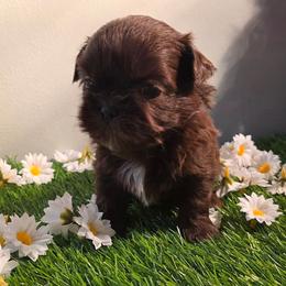 Erine (Theodore) - Chocolate male Shih Tzu puppy in Brighton, Missouri from Morningstar's Shih Tzu
