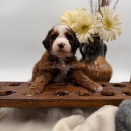 Sterling - Sable male Bernedoodle puppy in Ocala, Florida from Bernedoodles of Florida