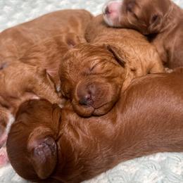 Snickers - Red male Cockapoo puppy in Pledger, Texas from Sugarbear Cockapoos