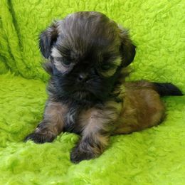 Elvis - Red male Shih Tzu puppy in Sulpher Springs, Texas from Pams Precious Shih Tzus
