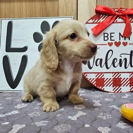 Ace - Cream male Dachshund puppy in Cherry Tree, Oklahoma from Peavine Creek Dachshunds