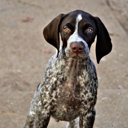 German Shorthaired Pointers from Claddagh Kennels