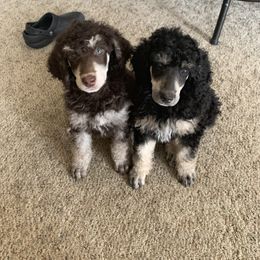 Poodle Puppies from Cosmic Caliber Standard Poodles