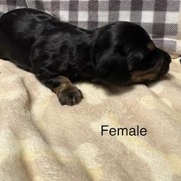 Dachshund Puppies from Sias Select Dachshunds