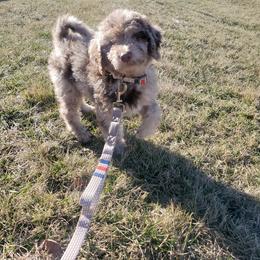 Labradoodle Puppies from Raising Doodles