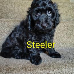 Steelers - Black male Double Doodle puppy in Cordova, Tennessee from TrueLine kennels