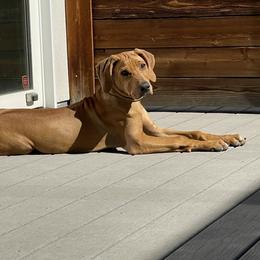 Rhodesian Ridgeback Puppies from River Rock Ridgebacks