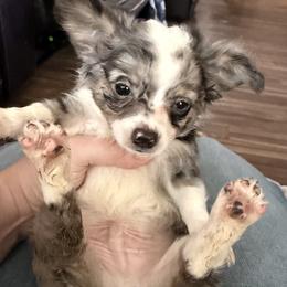 Merlin - Blue merle male Chihuahua puppy in Sherwood, Arkansas from Bartelt Breeders