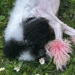 Poodles from Poodle parade