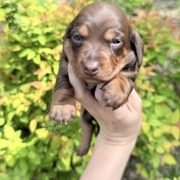 Carmel - Chocolate and tan male Dachshund puppy in Palestine, Texas from Doxie Den🐾