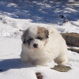 Great Pyrenees Puppies from Prospect Pyrenees