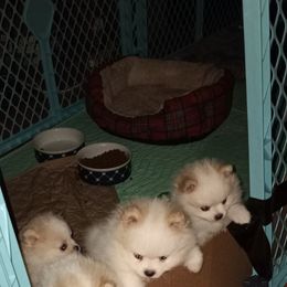 Pomeranian Puppies from Peggy's Precious Pomeranians