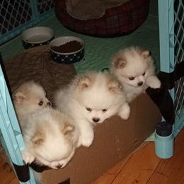 Pomeranian Puppies from Peggy's Precious Pomeranians