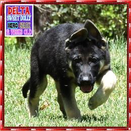 DELTA I am just too CUTE - Black and tan female German Shepherd puppy in Murrieta, California from Diamond Oaks German Shepherds