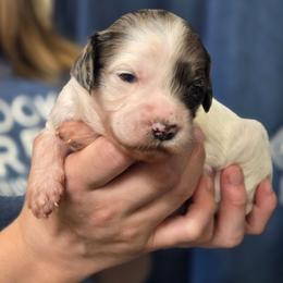 Feta - Parti female Goldendoodle puppy in Crawfordsville, Iowa from DoodleBlessings