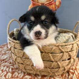 Girl 4 - female Pembroke Welsh Corgi puppy in Cumming, Georgia from Linda's Pembroke Welsh Corgis