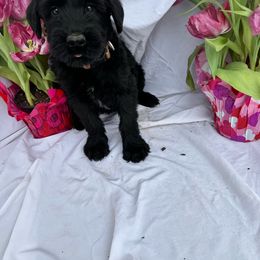 Light Green - Black Giant Schnauzer puppy in Missouri from Jotunn Kennels