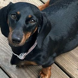 Cleah - Dachshund