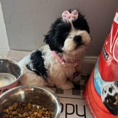 Patches - Black and white female Shichon puppy in Imperial, Missouri from Shichon Teddybear  puppies of Miss