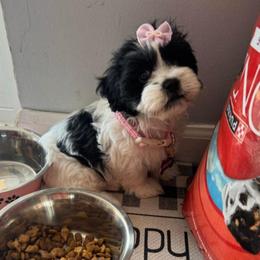 Patches - Black and white female Shichon puppy in Imperial, Missouri from Shichon Teddybear  puppies of Miss